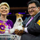 Illustration for article titled Meet Sky, the Wire Fox Terrier Who Just Won the Westminster Dog Show